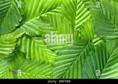 Blatt-Muster. Blätter der Hainbuche, Carpinus Betulus. Stockfoto