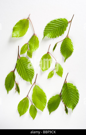 Blätter der Buche (Fagus Sylvatica) und Hainbuche (Carpinus Betulus) im Frühjahr. Hainbuche Blätter haben mehr stark sichtbaren Venen. VEREINIGTES KÖNIGREICH. Stockfoto