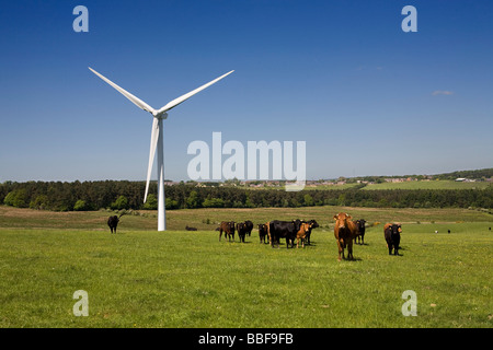 Windkraftanlage auf Bauernhof mit Rindern, Co. Durham, England, UK Stockfoto