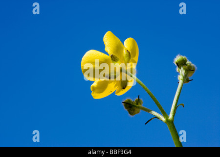 Hahnenfuß, niedrigen Winkel gegen blauen Himmel. Wiese Hahnenfuß, Ranunculus Acris. VEREINIGTES KÖNIGREICH. Stockfoto