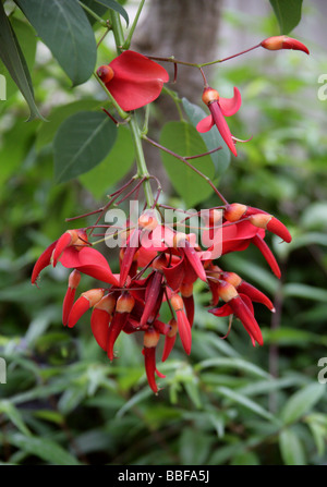 Cockspur Korallenbaum, Erythrina Crista-Galli, Fabaceae, Argentinien, Uruguay, Brasilien, Paraguay, Südamerika Stockfoto