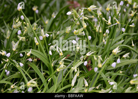 Wenigen blühenden Lauch oder wenigen blühenden Knoblauch, Allium Paradoxum, Liliaceae Stockfoto