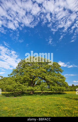 Oak tree in english meadow full of buttercups in summer sun May Shropshire England UK United Kingdom GB Great Britain Stockfoto