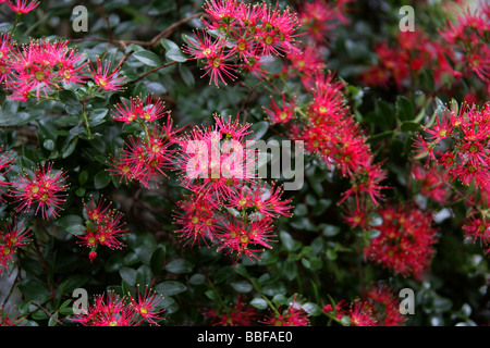 Rata Vine alias Carmine Rata oder Crimson Rata, Metrosideros carminea, Myrtaceae. Neuseeland Stockfoto