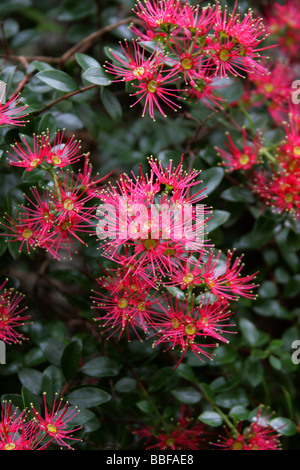 Rata Vine alias Carmine Rata oder Crimson Rata, Metrosideros carminea, Myrtaceae. Neuseeland Stockfoto