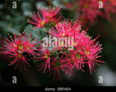 Rata Vine alias Carmine Rata oder Crimson Rata, Metrosideros carminea, Myrtaceae. Neuseeland Stockfoto