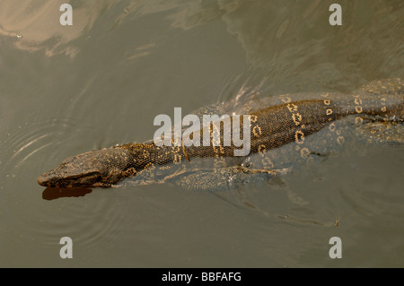 Asiatischer Wasser-Monitor Varanus Salvator schwimmt mit Beinen drückte gegen seinen Körper, der in einer S-Bewegung verschoben wird Stockfoto