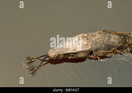 Leiter des asiatischen Wasser überwachen Varanus Salvator Schwimmen mit gespaltener Zunge verlängert Yunnan China Stockfoto