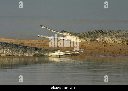 Gharial oder Gavial im Fluss Chambal Indien Stockfoto