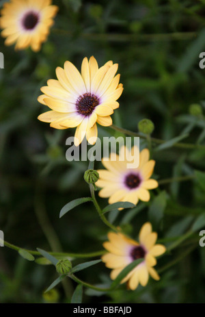 Afrikanische oder Cape Daisy, Osteospermum "Buttermilch", Asteraceae, Kapprovinz, Südafrika Stockfoto