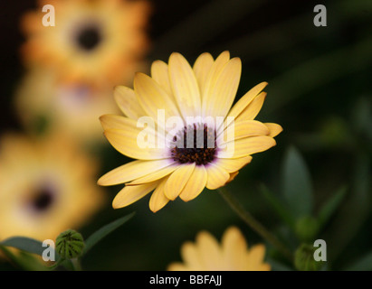 Afrikanische oder Cape Daisy, Osteospermum "Buttermilch", Asteraceae, Kapprovinz, Südafrika Stockfoto