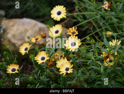 Afrikanische oder Cape Daisy, Osteospermum "Buttermilch", Asteraceae, Kapprovinz, Südafrika Stockfoto