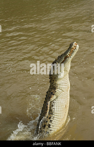 Salzwasser-Krokodil springt aus Adelaide River, Australien Stockfoto