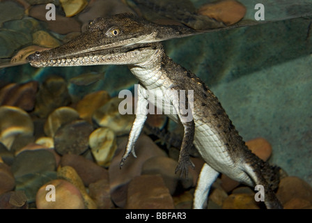 Crocodilian Jungtier brechen Wasseroberfläche zeigt, wie die meisten des Körpers liegt unter Wasser Stockfoto