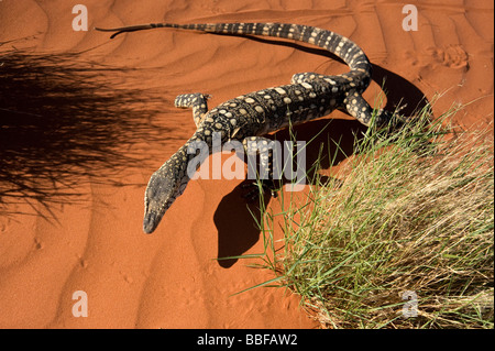 Perentie Goanna auf roten Sanddüne Australien Stockfoto