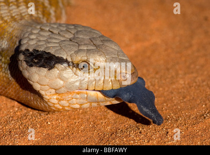 Zunge des Centralian blaue Zunge australische skink Stockfoto