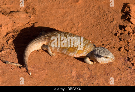 Centralian blaue Zunge australische skink Stockfoto