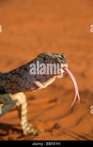 Perentie Goanna erstreckt sich lange gespaltenen Zunge, Geschmack Umgebung NT Australien Stockfoto