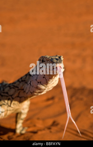 Perentie Goanna erstreckt sich lange gespaltenen Zunge, Geschmack Umgebung NT Australien Stockfoto