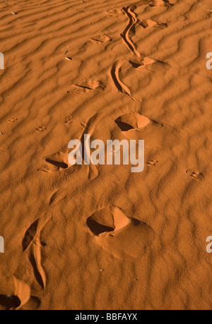 Perentie Goanna Varanus Giganteus Track läuft bis Sanddüne Stockfoto