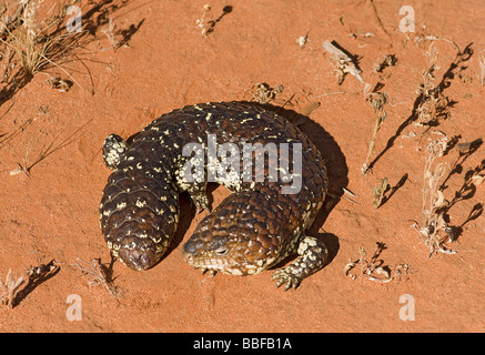 Shingleback oder australische schläfrig Eidechse Stockfoto