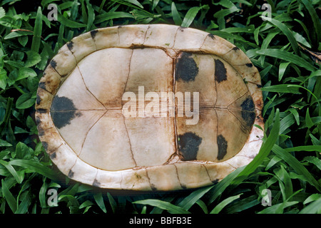 Unterseite malaiische Kasten-Schildkröte zeigt Plastron Knochenplatten Stockfoto