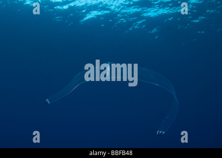 Venus-Gürtel Cestum Veneris Phylum Ctenophora Clipperton Insel Frankreich Mexiko Stockfoto