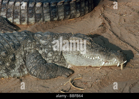 Straßenräuber oder Sumpf Krokodil Crocodylus Palustris Aalen Stockfoto