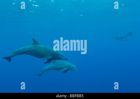 Bottlenose Dolphin Tursiops Truncatus Clipperton-Insel-Frankreich-Mexiko Stockfoto