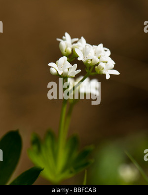 Waldmeister-Galium odoratum Stockfoto