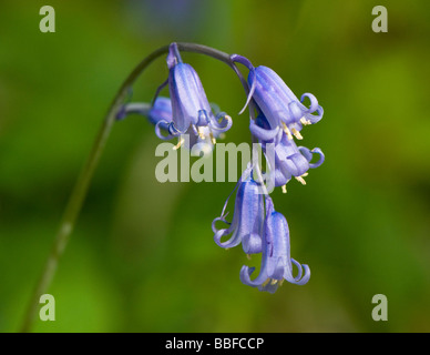 Bluebell Hyacinthoides non-scripta Stockfoto