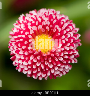 Nahaufnahme von roten und weißen Blume Stockfoto