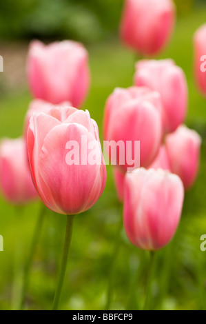 Rosa Frühlings-Tulpen Stockfoto