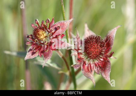 Marsh Fingerkraut Blüte Stockfoto