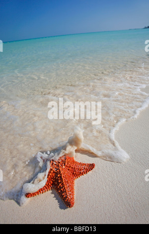 Seestern auf einem wunderschönen karibischen Strand in Mexiko Stockfoto