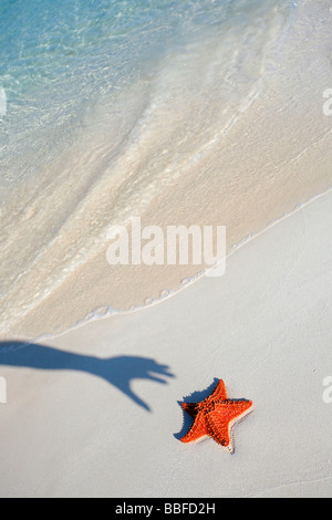 Schatten-Hand für ein Seestern an einem tropischen Strand zu erreichen Stockfoto