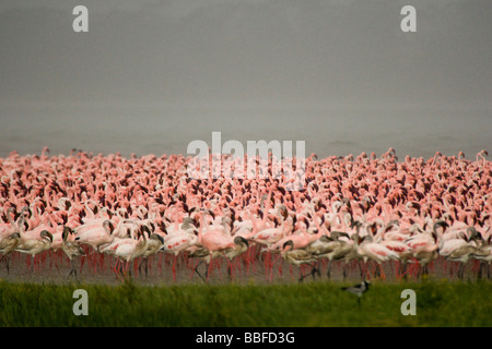 Rosa flamingo Stockfoto