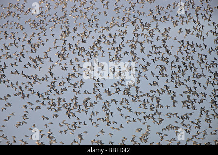 ALPENSTRANDLÄUFER Calidris Alpina Herde im Flug Liverpool Bay UK September Stockfoto