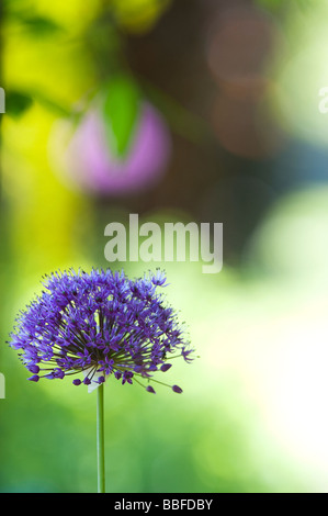 Allium hollandicum 'Purple Sensation'. Zierpflanzen Zwiebel Blume Stockfoto