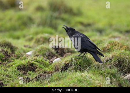 AAS-Krähe Corvus Corone ruft mit seinem Schnabel offen stehend auf einem kleinen Hügel Gras in einem Feld Stockfoto