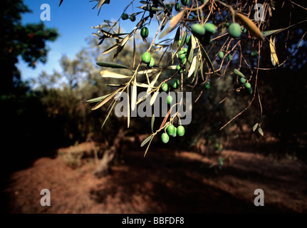 Oliven vom Baum bereit für die Kommissionierung Übergabe Stockfoto