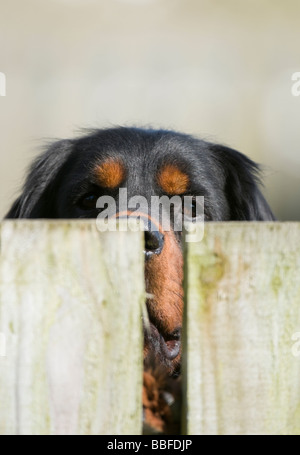 Gordon Setter gerade durch einen Zaun Stockfoto