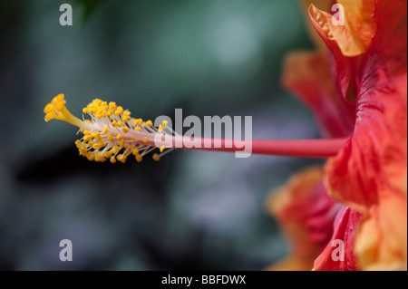 Hibiscus Rosa Sinensis. Tropischen Hibiskus. Rose von China. Hawaiian Hibiscus Flower abstract Stockfoto