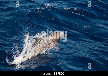 Bottlenose Dolphin Tursiops Truncatus Clipperton-Insel-Frankreich-Mexiko Stockfoto