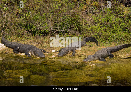 Amerikanischen Alligatoren Alligator Mississippiensis in Florida Everglades Stockfoto