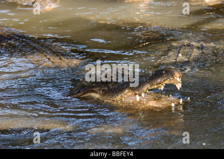 Amerikanischer Alligator Alligator Mississippiensis in Florida Stockfoto