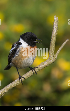 Männliche gemeinsame Schwarzkehlchen (Saxicola Torquata) singen, während thront auf einem Toten Ast Stockfoto