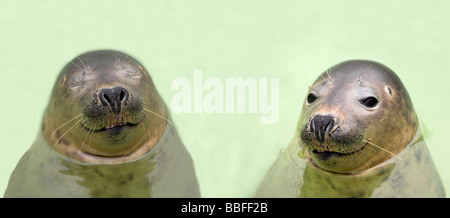 Zwei 2 Kegelrobben Halichoerus Grypus Augen geschlossen Kopf Nahaufnahme Closeup Porträt nah Stockfoto