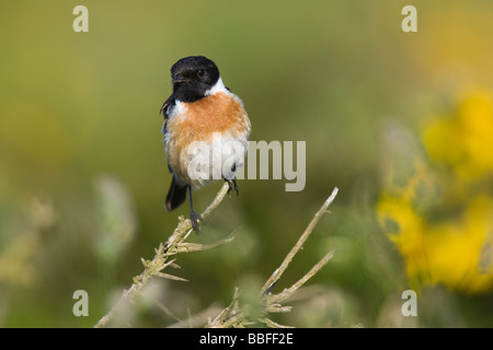 Männliche gemeinsame Schwarzkehlchen (Saxicola Torquata) thront auf einem Toten Ast Stockfoto