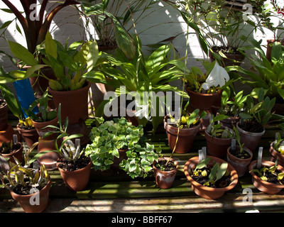 Charles Darwins Greenhouse in Down House, Downe, Kent, Großbritannien Stockfoto